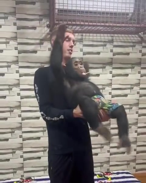 “啊！”帕尔默在迪拜与动物互动，被小猩猩突然打手吓一跳?
